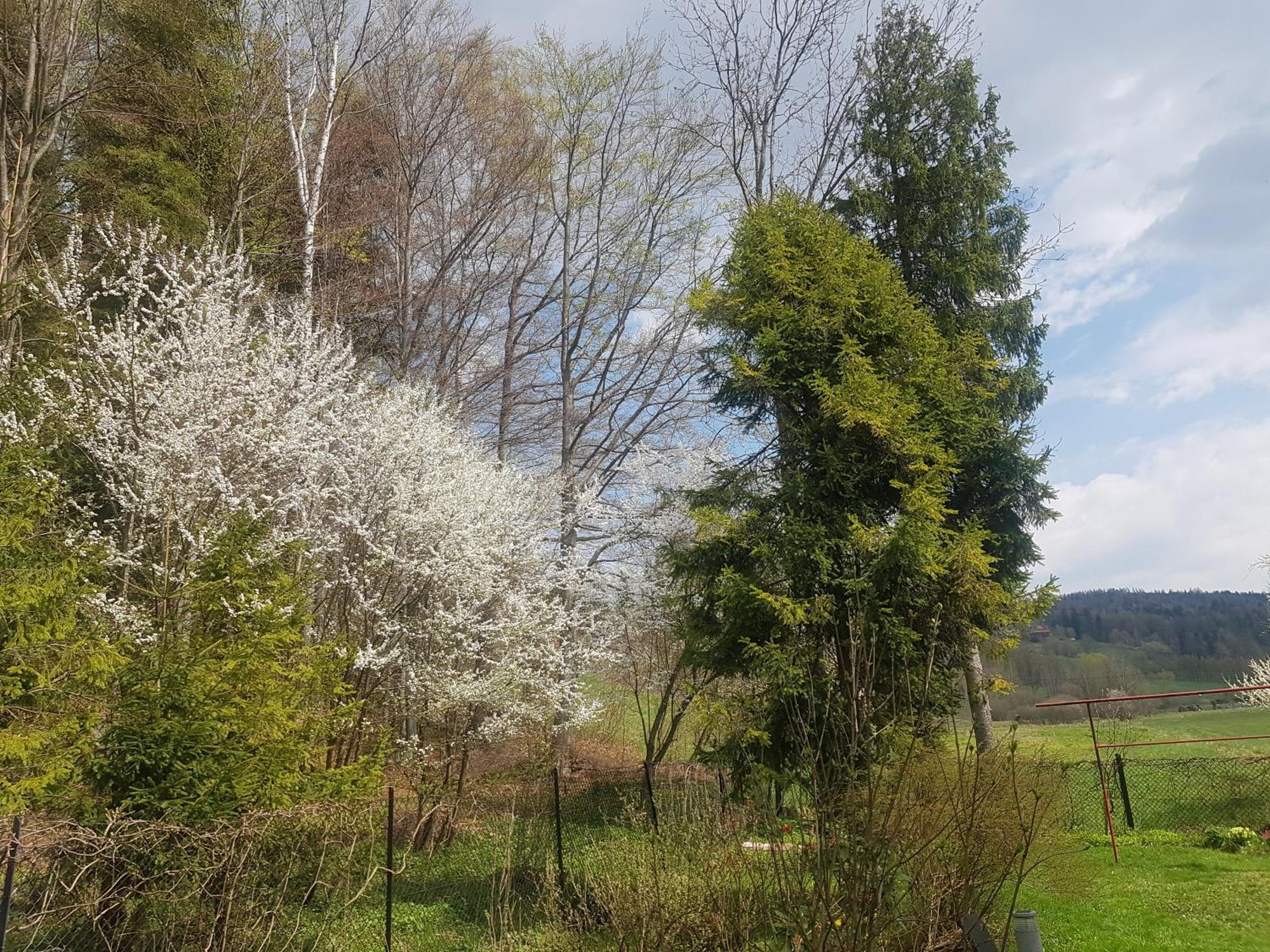 Mieszkanie W Gorach W Domu Prywatnym W Beskidzie Zywieckim 25Km Od Zywca Daire Koszarawa Dış mekan fotoğraf